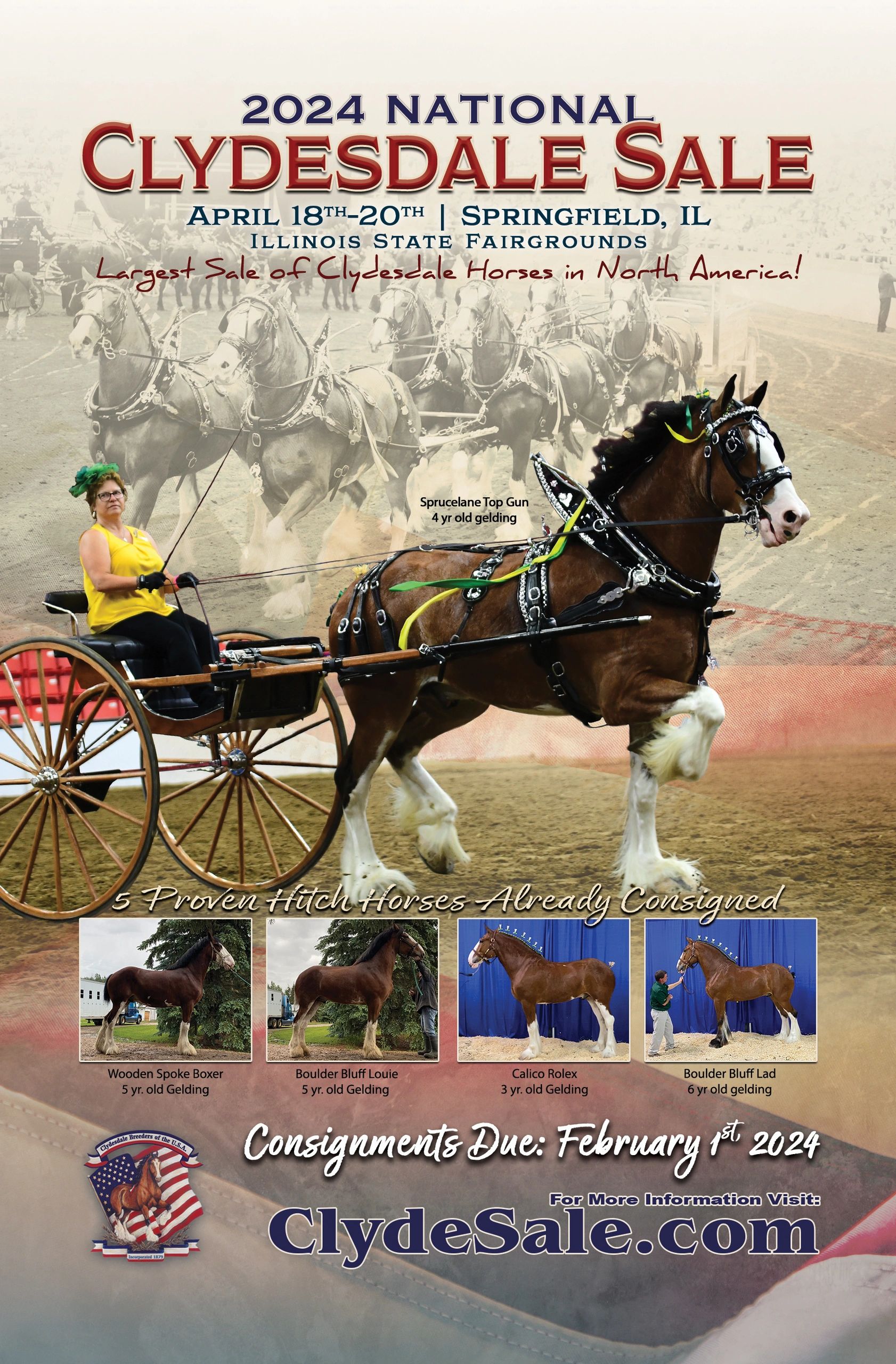 National Clydesdale Sale Clydesdales for Sale, Raffle Filly